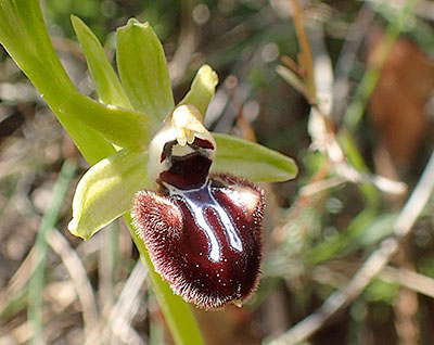 Ophrys-provincialis