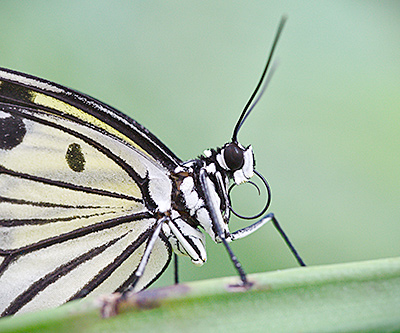 Papillons