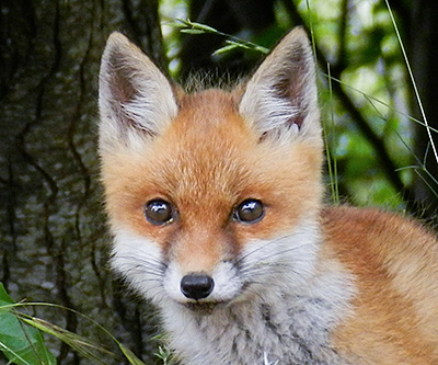 Renard