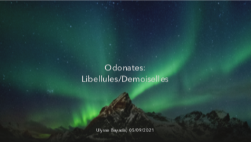 odonates