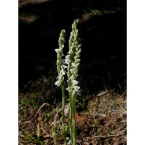 Spiranthes-spiralis