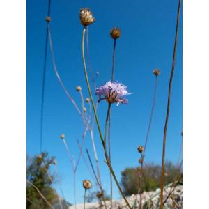 Cephalaria-transylvanica