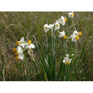 Narcissus-tazetta
