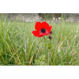 Anemone-coronaria