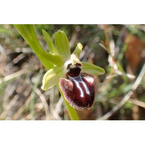 Ophrys-provincialis