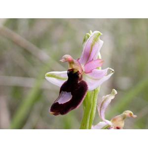 Ophrys-bertolonii-saratoi