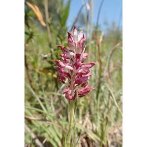 Anacamptis-fragrans