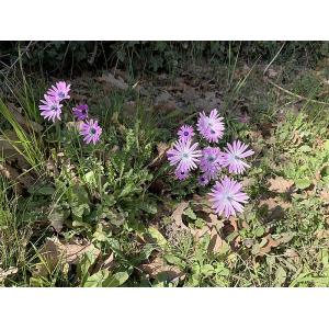 Anemone-hortensis